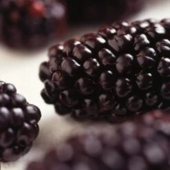 Repsime Mulberry Tree 10 Repsime Mulberry Tree -Green Glory Outlet Store FRU0143 2