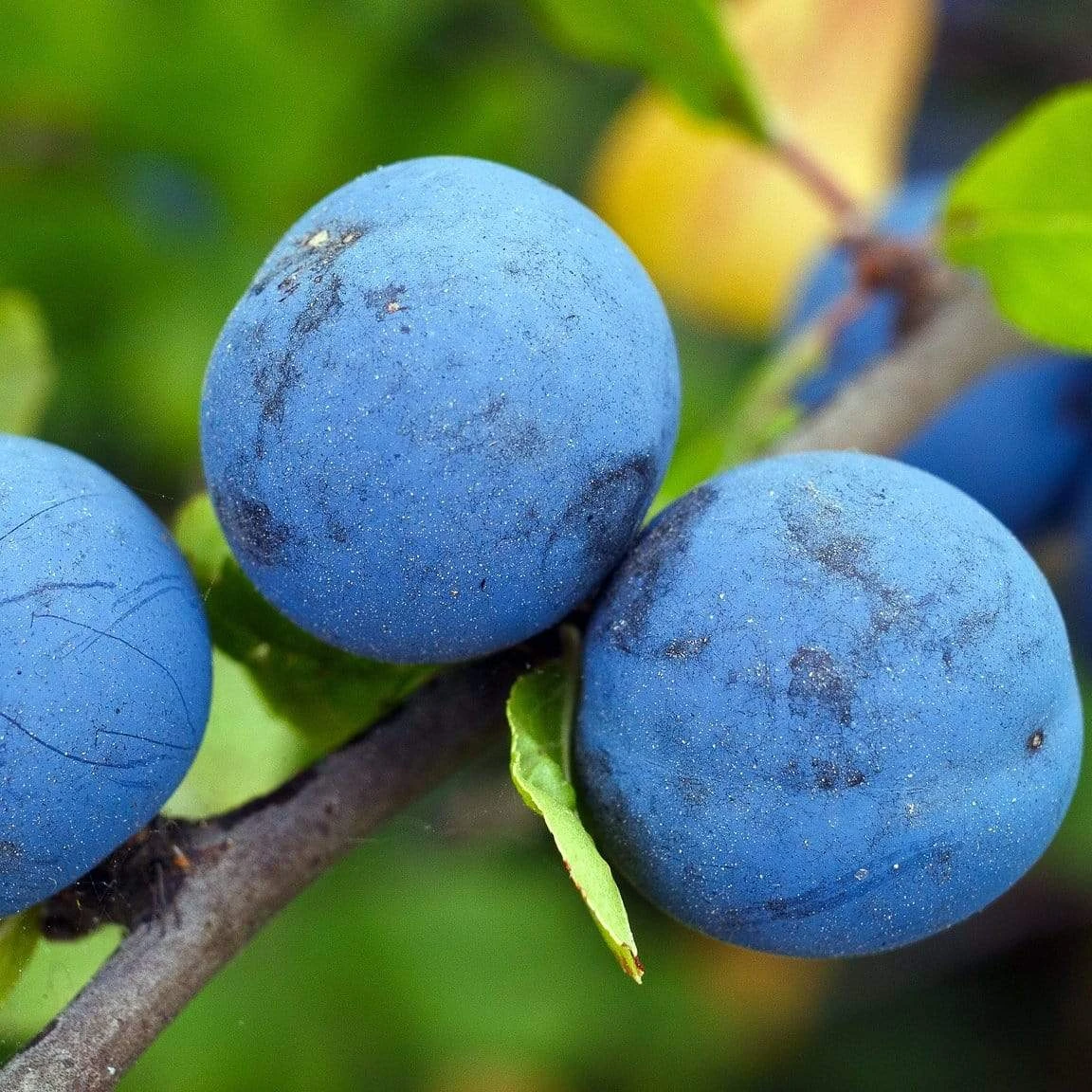 Farleigh Damson Tree 2 Farleigh Damson Tree - Image 2