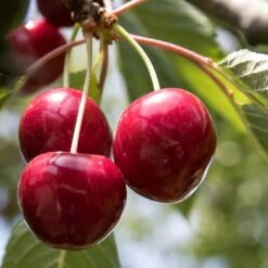 Award Winning Patio Fruit Tree Collection | Cherry, Pear & Plum | Growers' Choice -Green Glory Outlet Store FRU0174 1