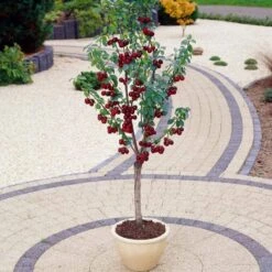 Stella Cherry Tree 9 Stella Cherry Tree -Green Glory Outlet Store FRU0174 3