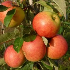 Best Apple Trees For Any Purpose | Growers' Choice -Green Glory Outlet Store FRU0198 1 70978692 a209 4b46 8cbb 530aae2e2b83
