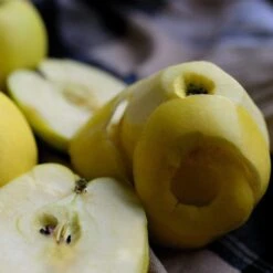 Herefordshire Russet Apple Tree -Green Glory Outlet Store FRU0200 2