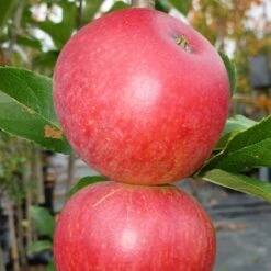 Worcester Pearmain Apple Tree -Green Glory Outlet Store FRU0202 3