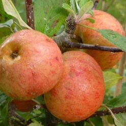 Sunset Apple Tree 7 Sunset Apple Tree -Green Glory Outlet Store FRU0204 2