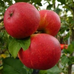 Endless Apples Collection | Scrumptious, Braeburn Hillwell, James Grieve & Red Windsor -Green Glory Outlet Store FRU0209 1 a5689da6 17fb 4563 9df5 0946950bfc4d