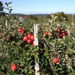 Endless Apples Collection | Scrumptious, Braeburn Hillwell, James Grieve & Red Windsor -Green Glory Outlet Store FRU0209 2 5f557653 f44f 4218 9189 4825c500cd76