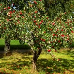 Red Windsor® Apple Tree -Green Glory Outlet Store FRU0210 4