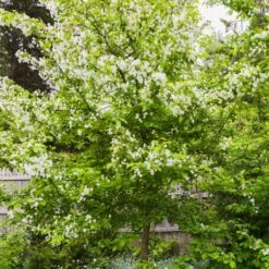 Red Windsor® Apple Tree -Green Glory Outlet Store FRU0210 5