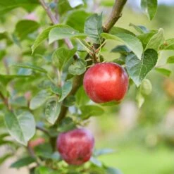 Red Windsor® Apple Tree -Green Glory Outlet Store FRU0210 7