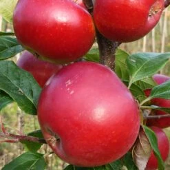 Red Devil Apple Tree
