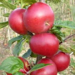 Red Devil Apple Tree -Green Glory Outlet Store FRU0213 2
