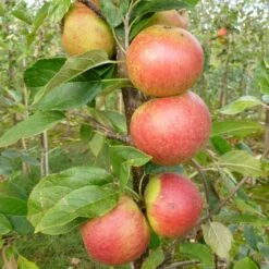 Laxton's Superb Apple Tree