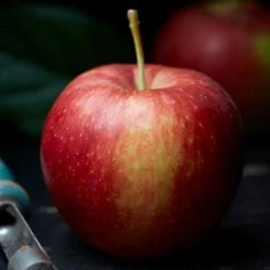 Jonagold Apple Tree -Green Glory Outlet Store FRU0219 2