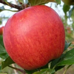 Cross-Pollinating Apple Collection | Bramley, Gala & Discovery -Green Glory Outlet Store FRU0231 3 1974466d 8093 4011 b01d 60c162cc7ccd