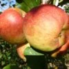 Falstaff Apple Tree