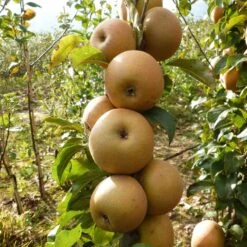 Best Apple Trees For Any Purpose | Growers' Choice -Green Glory Outlet Store FRU0241 1 c43ea40e e824 4bf5 b169 8efa7582996d