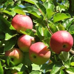 3 Super Easy To Grow Fruit Trees | Apple, Fig & Plum -Green Glory Outlet Store FRU0242 4 01c16f68 dc73 45ca a14e d99d9c1fc13c