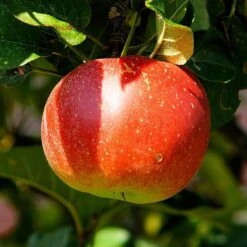 Cross-Pollinating Apple Collection | Bramley, Gala & Discovery -Green Glory Outlet Store FRU0243 2 538669d9 655b 4465 bbf2 b20b42c56acb