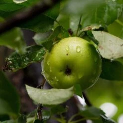 Best Apple Trees For Any Purpose | Growers' Choice -Green Glory Outlet Store FRU0258 2 d2219657 39d6 4525 864b ce0571d60109