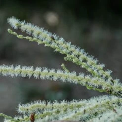 Chestnut Tree | Castanea Sativa 13 Chestnut Tree | Castanea Sativa -Green Glory Outlet Store FRU0273 2