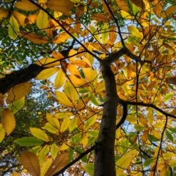 Chestnut Tree | Castanea Sativa 12 Chestnut Tree | Castanea Sativa -Green Glory Outlet Store FRU0273 3