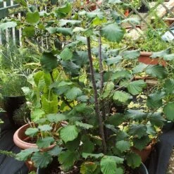 'Webb's Prize' Cobnut Tree | Corylus Avellana -Green Glory Outlet Store FRU0389 4