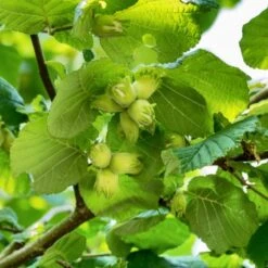 A Completely Edible Hedge | 3/5/10/20m Packs 15 A Completely Edible Hedge | 3/5/10/20m Packs -Green Glory Outlet Store FRU0395 1 71188b30 7433 4fb5 9094 d438602f6b86