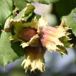 'Pearson's Prolific' / 'Nottingham Early' Filbert Tree -Green Glory Outlet Store FRU0398 3