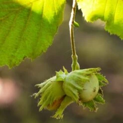 'Pearson's Prolific' / 'Nottingham Early' Filbert Tree -Green Glory Outlet Store FRU0398 4