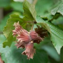 'Purpurea' Filbert Tree | Purple Filbert Tree
