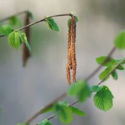 'Purpurea' Filbert Tree | Purple Filbert Tree 7 'Purpurea' Filbert Tree | Purple Filbert Tree -Green Glory Outlet Store FRU0401 3