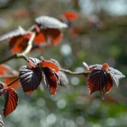 'Purpurea' Filbert Tree | Purple Filbert Tree 8 'Purpurea' Filbert Tree | Purple Filbert Tree -Green Glory Outlet Store FRU0401 4