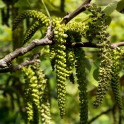 Walnut Tree | Juglans Regia -Green Glory Outlet Store FRU0410 3