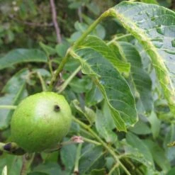 Walnut Tree | Juglans Regia -Green Glory Outlet Store FRU0410 4