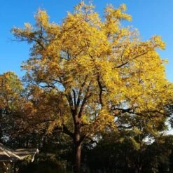 'Buccaneer' Walnut Tree -Green Glory Outlet Store FRU0413 4