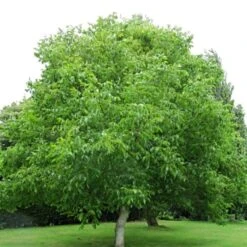 'Europa' Walnut Tree -Green Glory Outlet Store FRU0416 4