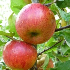 'Pixie' Apple Tree -Green Glory Outlet Store FRU0459 1