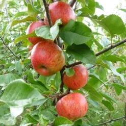 'Pixie' Apple Tree -Green Glory Outlet Store FRU0459 3