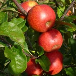 'Pixie' Apple Tree -Green Glory Outlet Store FRU0459 5