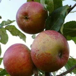 'Queen Cox' Apple Tree -Green Glory Outlet Store FRU0461 1