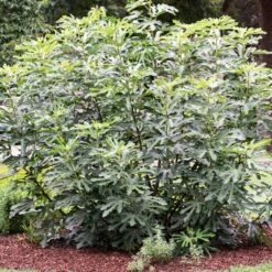 'Little Miss Figgy' Patio Fig Tree -Green Glory Outlet Store FRU0502 3