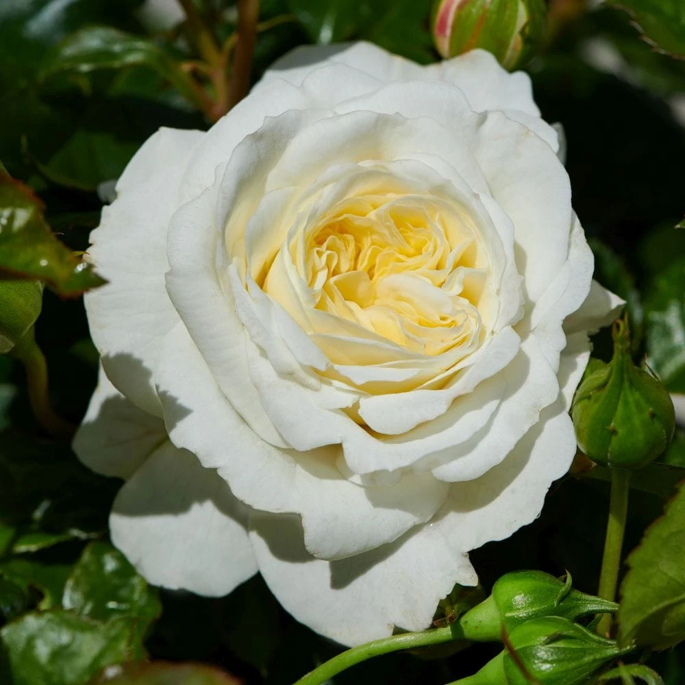 'Patio Hit Georgia' Patio Shrub Rose 1 'Patio Hit Georgia' Patio Shrub Rose