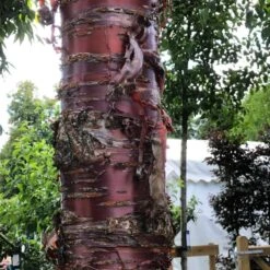 Single Stem Tibetan Cherry Tree | Prunus Serrula -Green Glory Outlet Store IMG 2542 1