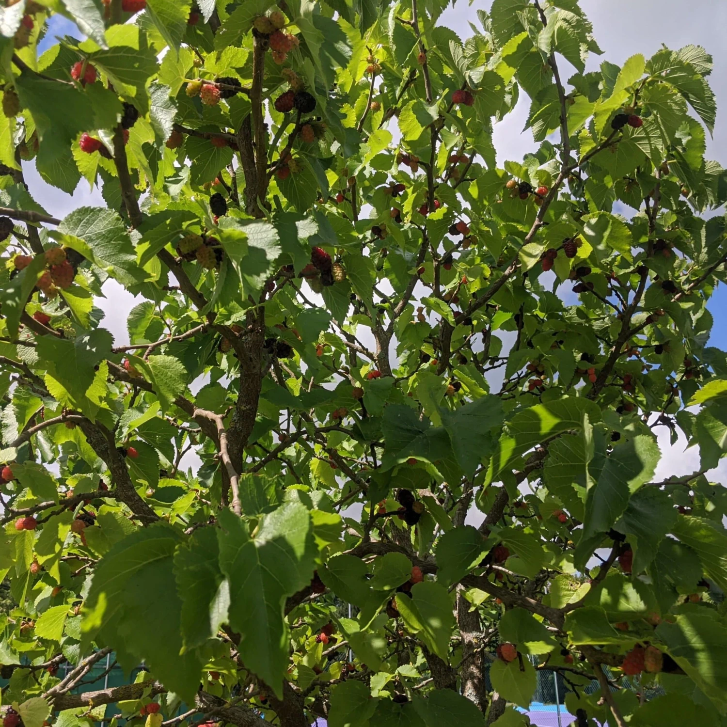 Repsime Mulberry Tree 3 Repsime Mulberry Tree - Image 3