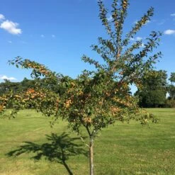 Mirabelle De Nancy Plum Tree -Green Glory Outlet Store IMG 4716