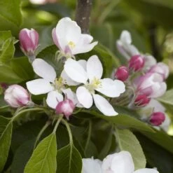 James Grieve Apple Tree | Dwarf Rootstock 9 James Grieve Apple Tree | Dwarf Rootstock -Green Glory Outlet Store JamesGrieveappleblossom