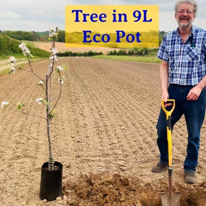 Wellington Mulberry Tree 6 Wellington Mulberry Tree - Image 6