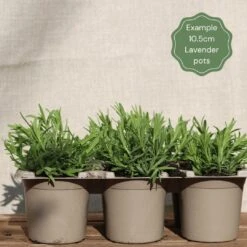 Lavender 'Hidcote Improved' -Green Glory Outlet Store Lavender 10.5cm pots b386b239 040c 4053 bfde e0c018371f35