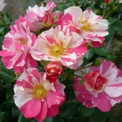 'Mind Games' Floribunda Rose