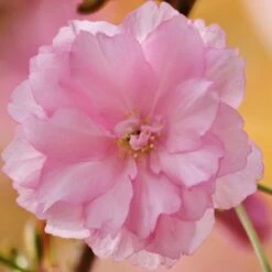 Kurilensis Ruby' Cherry Blossom Tree | Prunus Nipponica 6 Kurilensis Ruby' Cherry Blossom Tree | Prunus Nipponica -Green Glory Outlet Store Nipponica 3